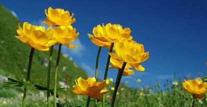 刘亦菲金莲花奖最佳女主角(刘亦菲章子怡斩获金莲花大奖)