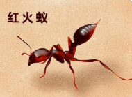 世界上最毒的虫子(世界上最毒的虫子排)