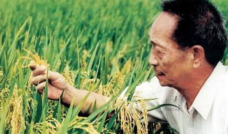 袁隆平的主要事迹简介(袁隆平关于劳动的事迹)