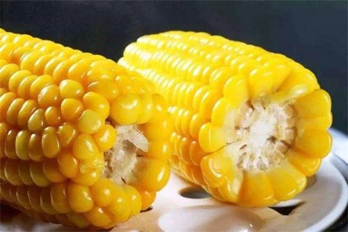 玉米煮多长时间能煮熟(玉米煮多长时间最好)