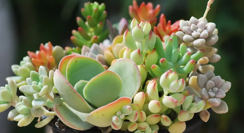 多肉植物夏天怎么养护(矮牵牛夏天怎么养护)