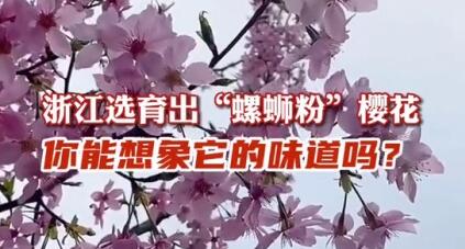 浙江选育出了“螺蛳粉”樱花(浙江选育出了“螺蛳粉”樱花)