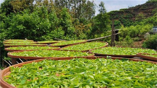 单丛茶是什么茶类(鸭屎香是什么茶)