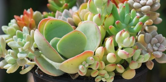多肉植物夏天怎么养护(多肉植物夏天怎么叶插)