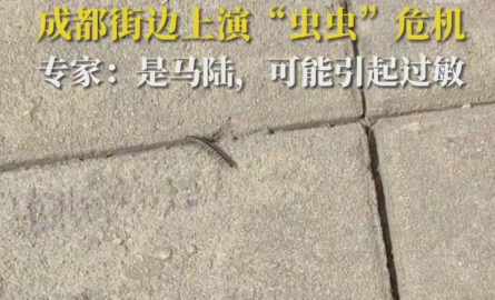 成都升温千足虫满街爬(千足虫图片)
