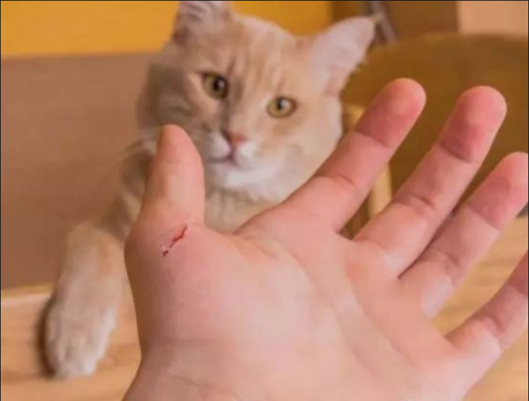 被猫抓伤多少天过危险期(被猫抓伤多少天过危险期不打针)