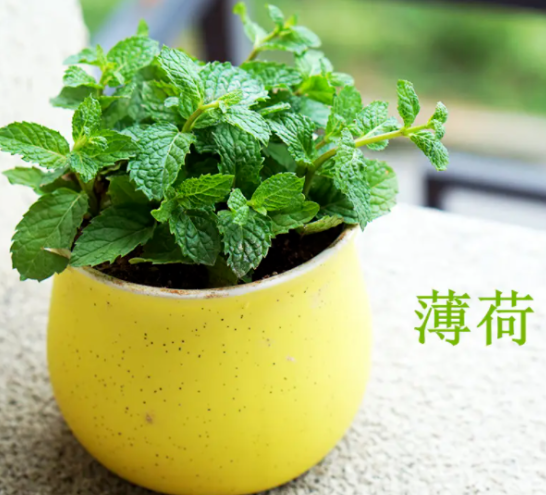 蚊子最怕的3个克星，蚊子最害怕的植物是什么