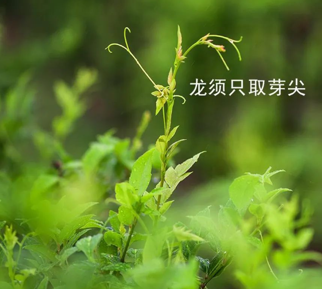 莓茶的作用和功效，常饮莓茶有什么好处？