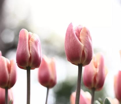 郁金香花语和寓意，郁金香生长在哪里？