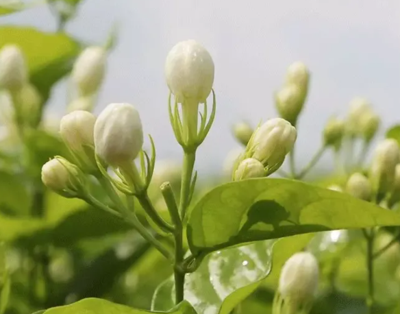 夏至节气的含义是什么，夏至的习俗是什么？