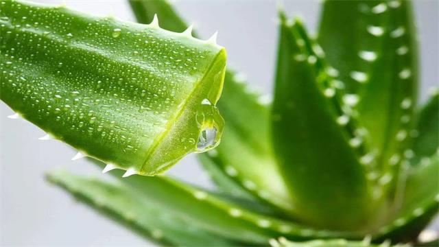 芦荟的养殖方法和浇水
