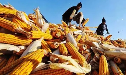 2021年的粮食补贴什么时候到账