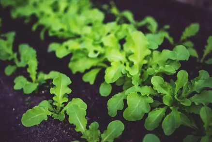 2023清明种菜要包膜吗过了清明节温度多少种菜才不用盖薄膜(3月种菜需要盖薄膜)