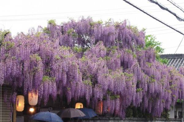 紫藤的花语和传说(紫藤花语紫藤花语)