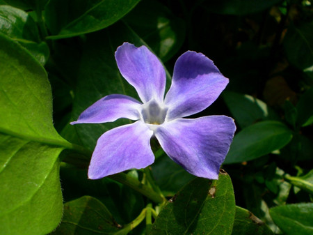 蔓长春花语