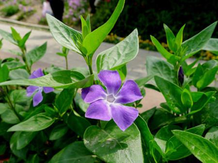 蔓长春花语