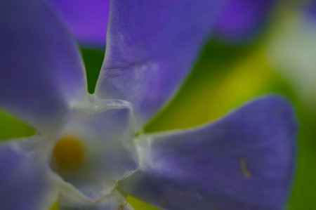 蔓长春花语