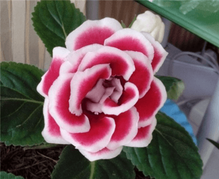 能养的花