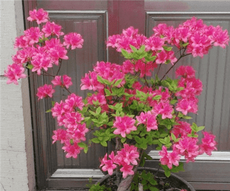 能养的花