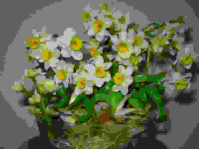 能养的花