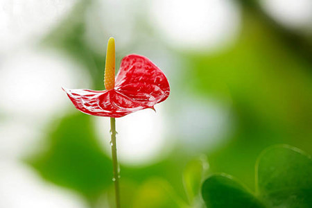 水晶花烛怎么养成大叶子