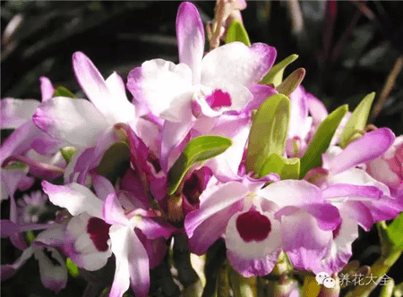 能养的花