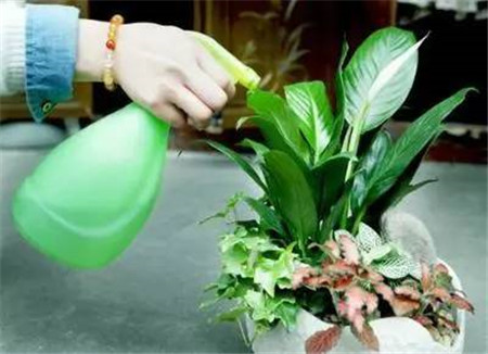 夏季养花就养这三种