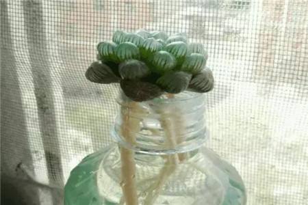 水培多肉植物