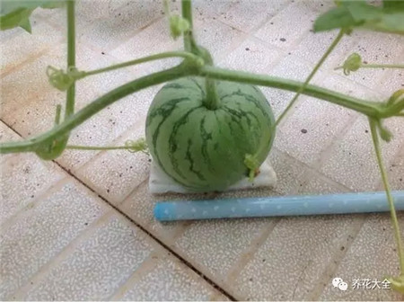 黄西瓜怎么种出来