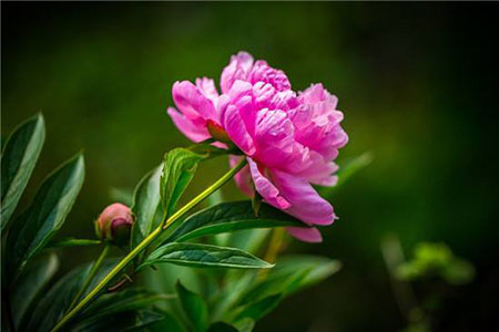 芍药叶子发黄怎么回事