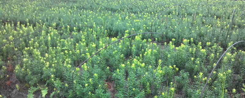 曼地亚红豆杉用什么肥料(曼地亚红豆杉施肥时间和方法)