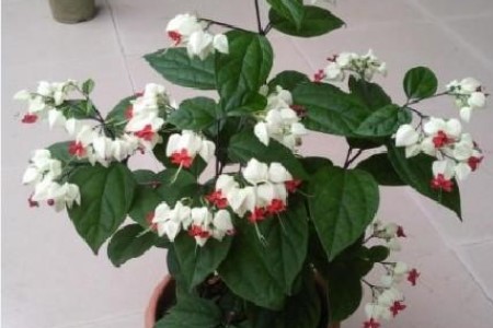 龙吐珠花一般能活多少年