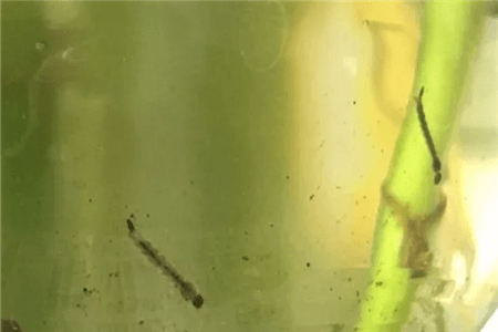 水培植物放鱼
