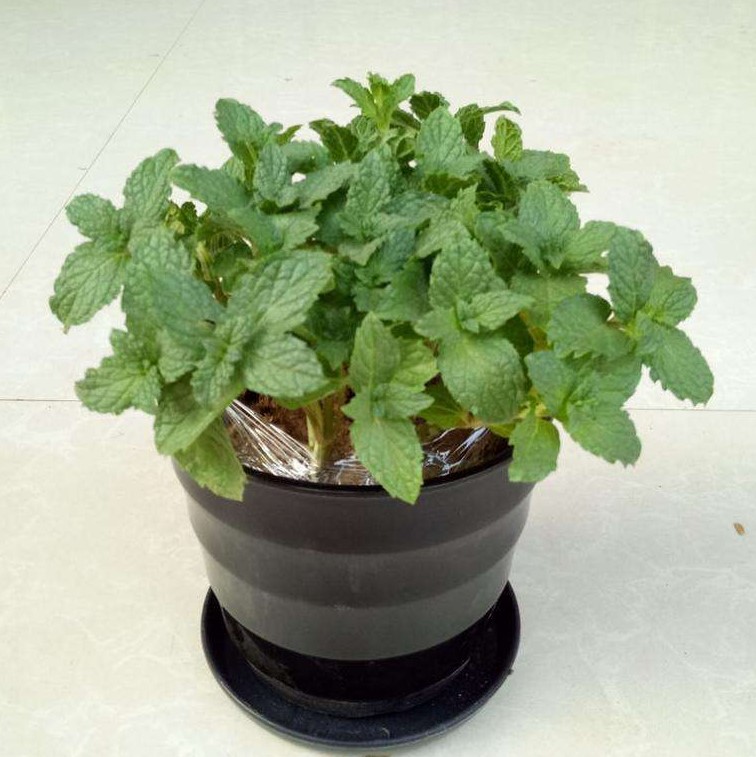 家里养菊花吉利吗