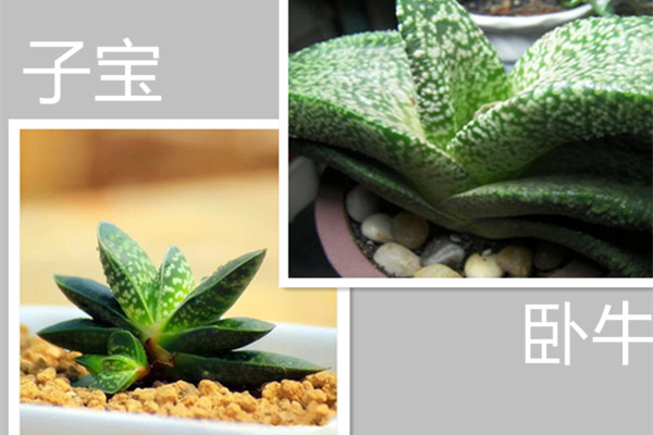 你能区分子宝和卧牛吗(多肉卧牛和子宝的区别)