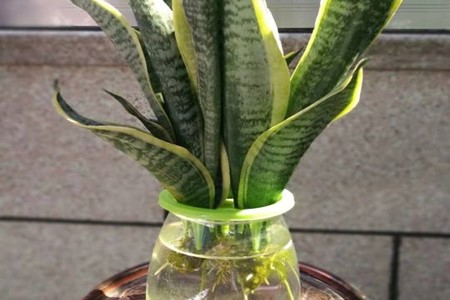 虎皮兰能水培生根吗?