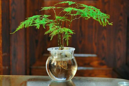 植物叶子上喷酒精