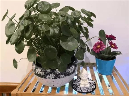 铜钱草观赏价值