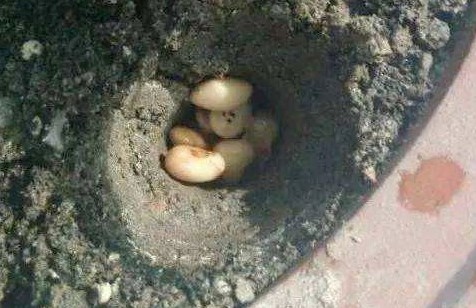 什么肥料花长得快