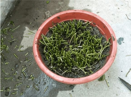 铜钱草观赏价值