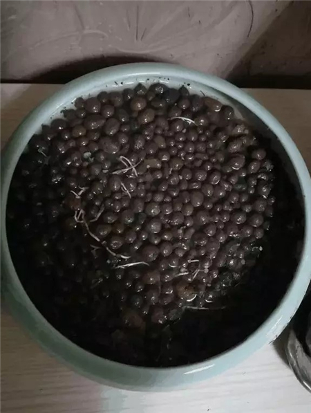 铜钱草观赏价值
