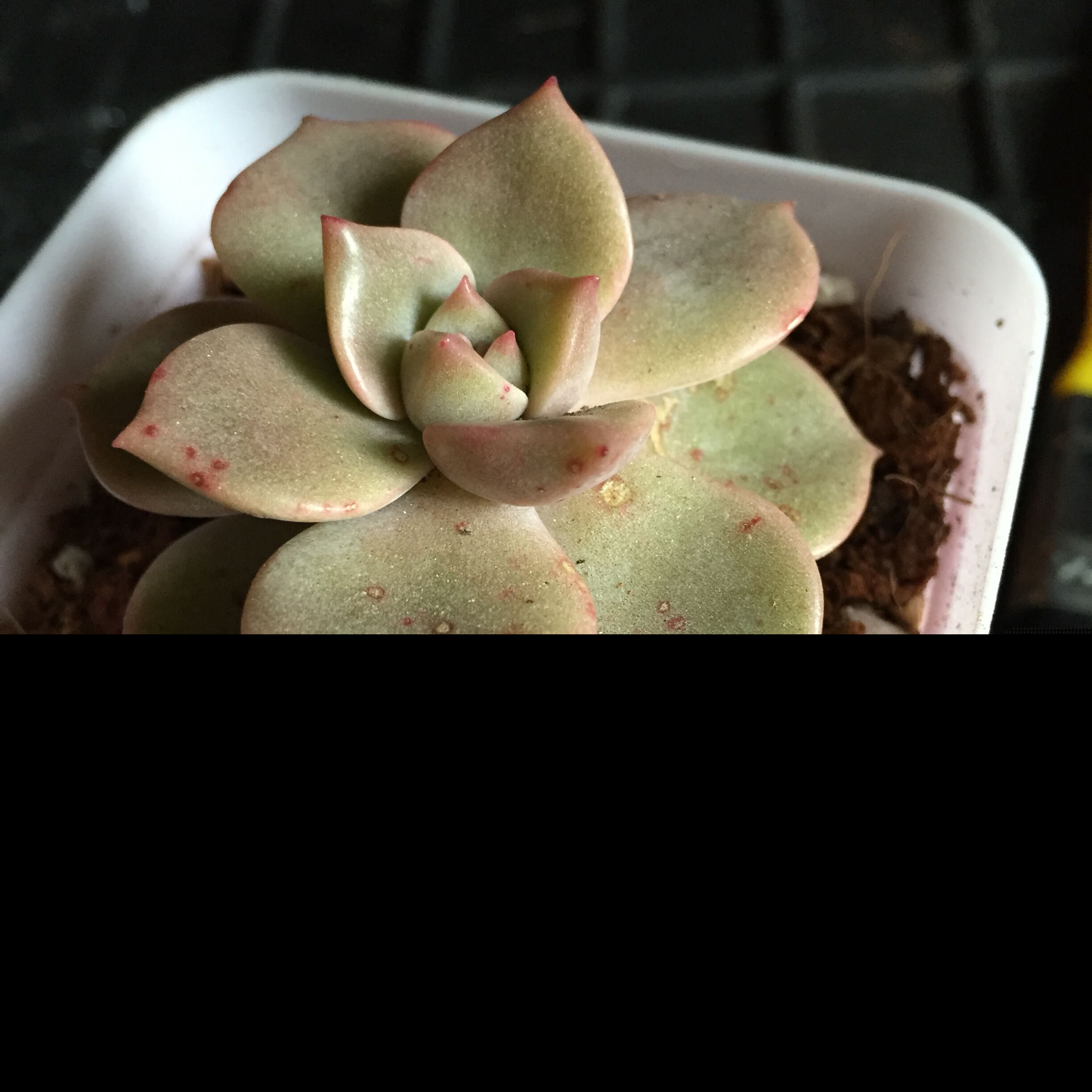 多肉植物常见病及治理办法