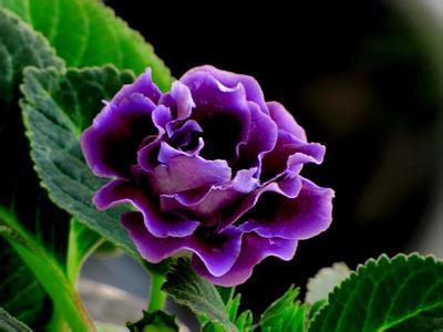 大岩桐开花后为啥总耷拉头