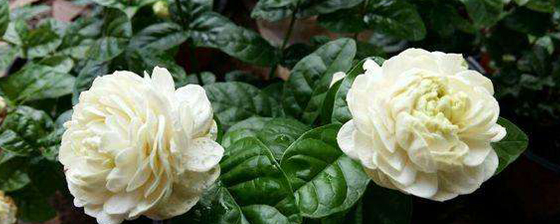 虎头茉莉香吗(虎头茉莉香吗好养吗)