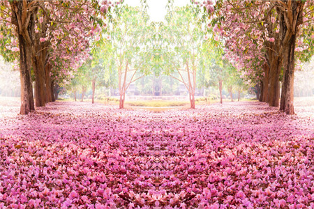 樱花根部病害