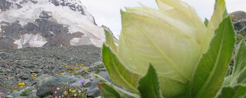 雪莲花养殖方法和注意事项视频教程