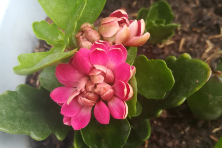 长寿花花适合室内养吗