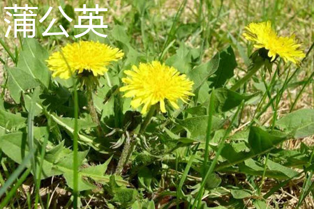 苦荬菜与蒲公英的区别