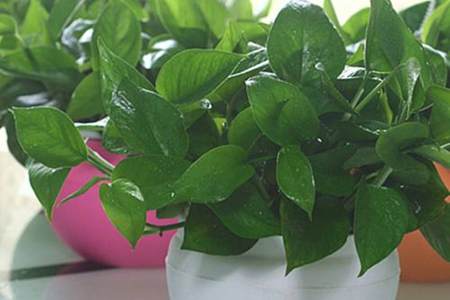 绿萝移植水培的方法