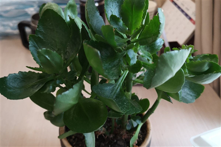 长寿花花适合室内养吗